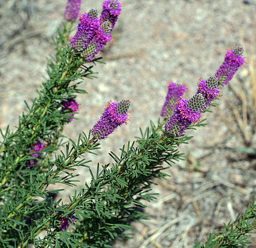 Pollinator wildflowers